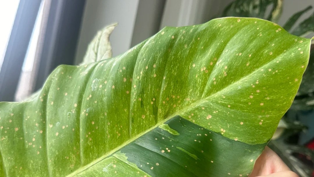Why Does My Philodendron Have Brown Spots Yellow Spots Often Come First Why Does My Philodendron Have Brown Spots Yellow Spots Often Come First