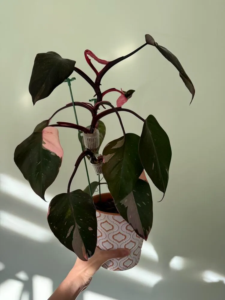 Pink Princess Philodendron: My 6-Month Care Experience and 3 Mistakes to Avoid 5 Pink Princess Philodendron placed in bright indoor light near a sunny window