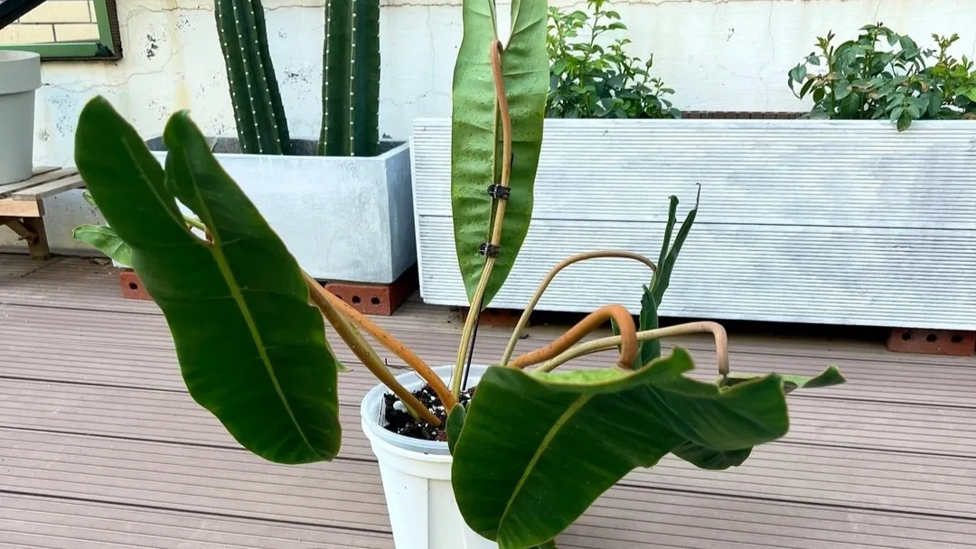 Why Is My Philodendron Drooping 3 Real Causes I’ve Seen in My Own Plants Why Is My Philodendron Drooping 3 Real Causes I’ve Seen in My Own Plants