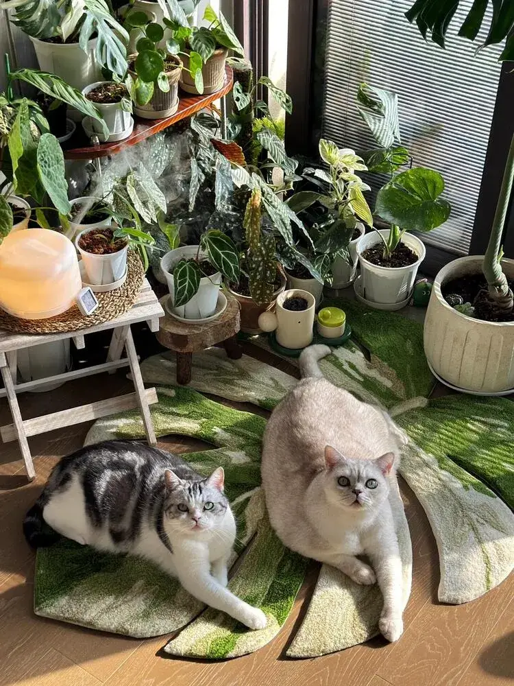 Are Philodendrons Toxic to Pets? Cats, Dogs, and What to Do 2 Why Philodendrons Are Toxic to Pets