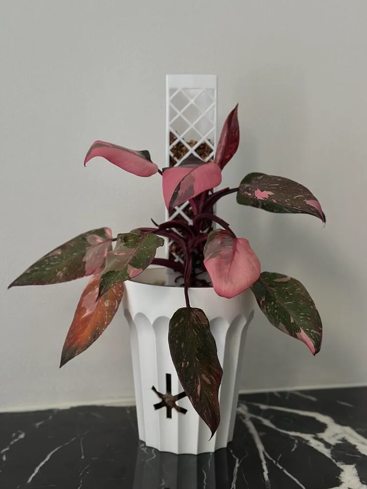 Pink Princess Philodendron: My 6-Month Care Experience and 3 Mistakes to Avoid 2 Why Pink Princess Became So Popular