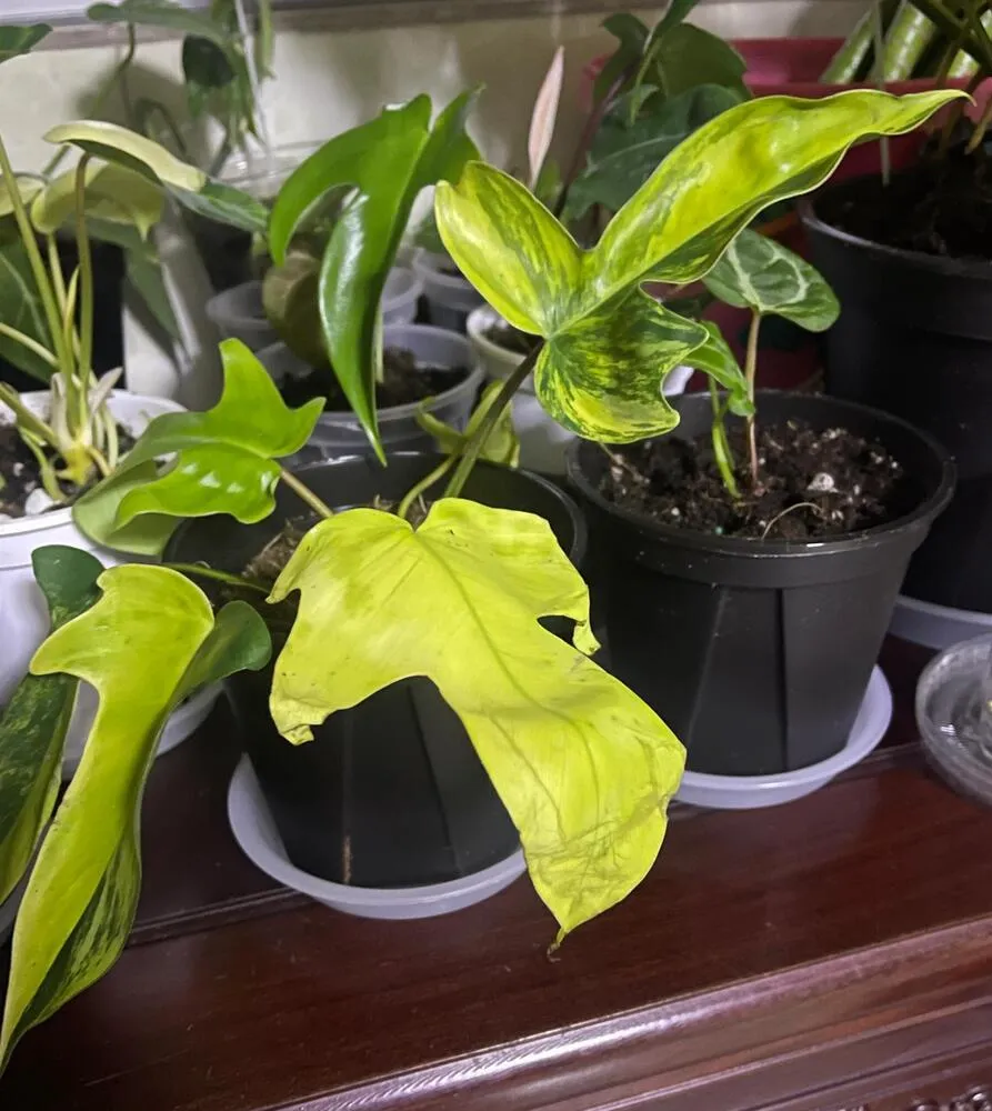 7 Signs of an Overwatered Philodendron (And What I Do Next) 2 Philodendron with pale yellowing leaves showing stress while growing in a wet potting mix