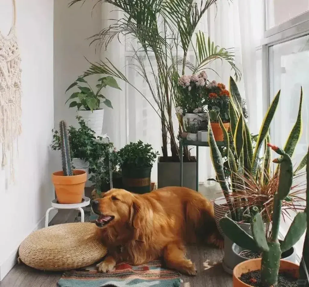 Are Philodendrons Toxic to Pets? Cats, Dogs, and What to Do 1 Yes — philodendrons are toxic to both cats and dogs.