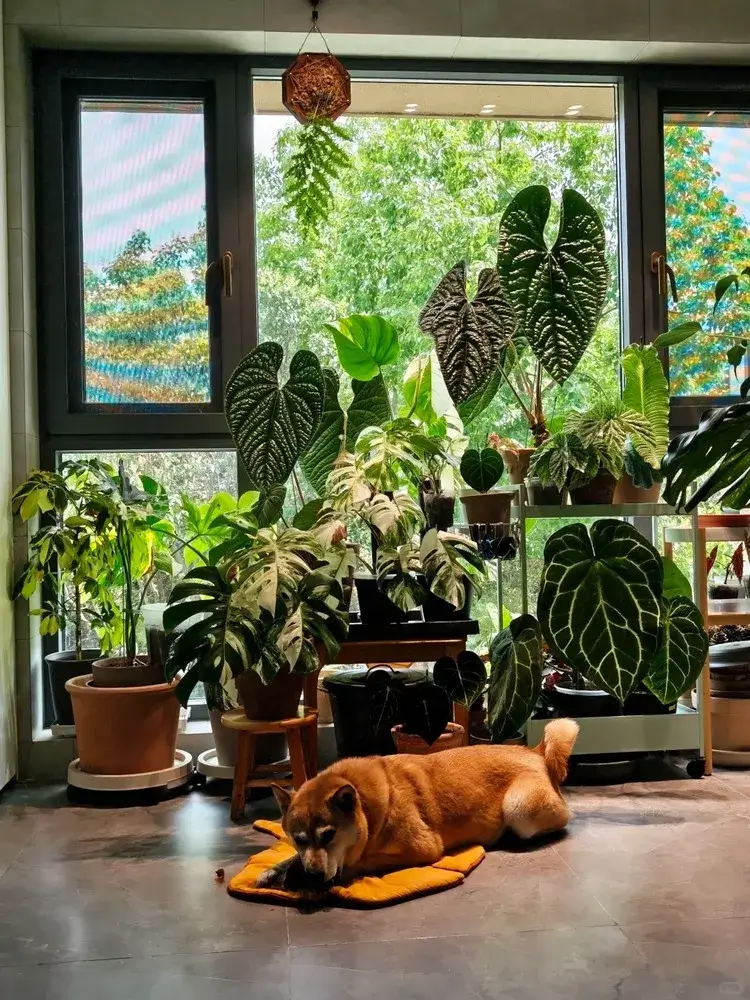 Are Philodendrons Toxic to Dogs? Symptoms, Risks, and What to Do 1 Yes, Philodendrons Are Toxic to Dogs