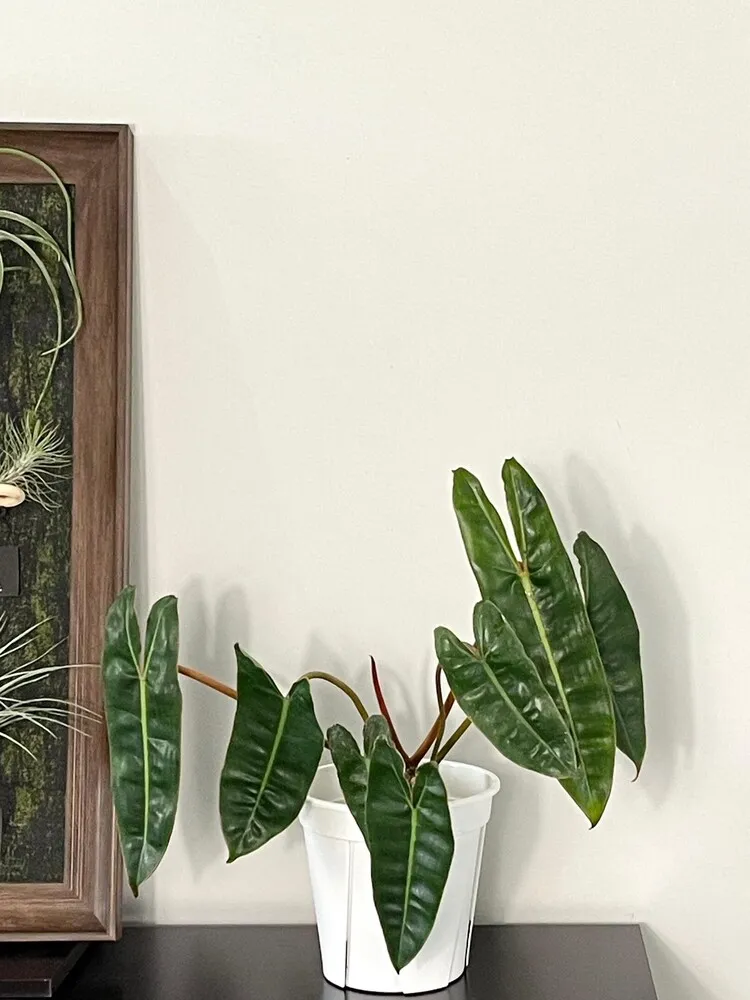 young Philodendron Billietiae with narrow dark green leaves growing compactly in a white pot indoors