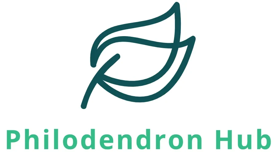 Philodendron Plant