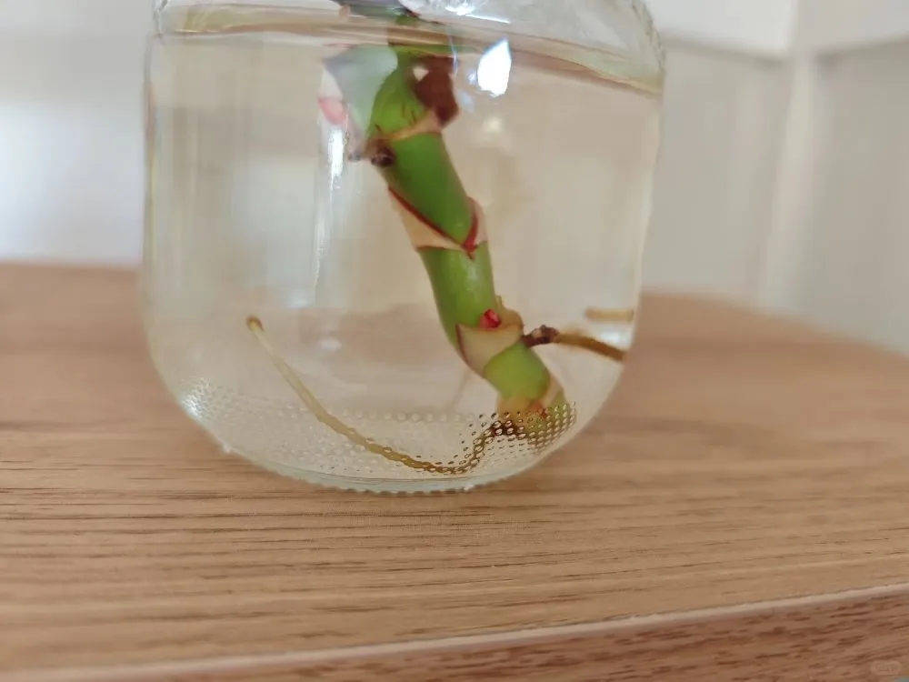 the freshly cut Philodendron Birkin really did start pushing new growth in water