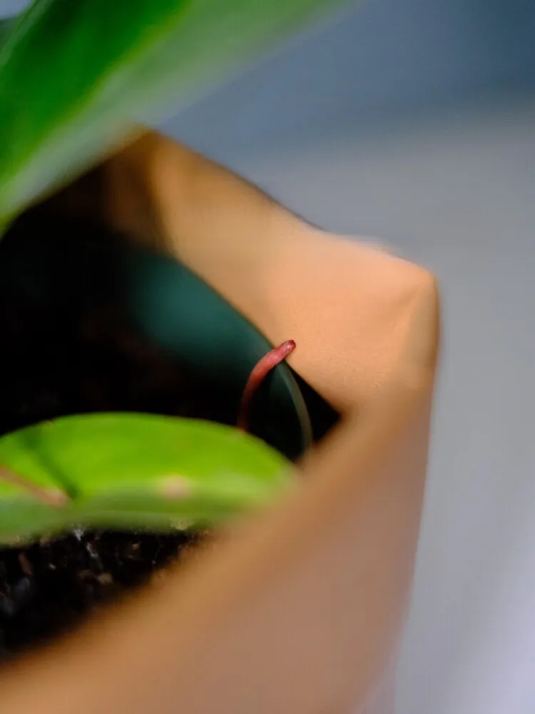small aerial root emerging from the stem of Philodendron Moonlight