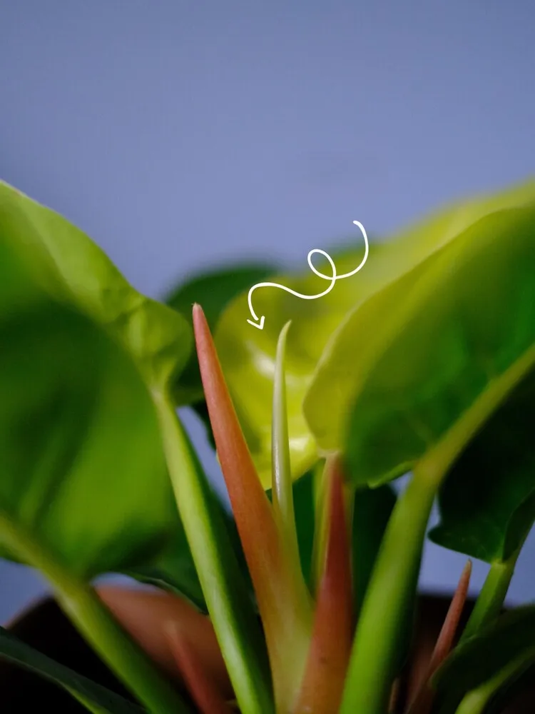 Fresh Moonlight Growth and Protective Cataphyll 1