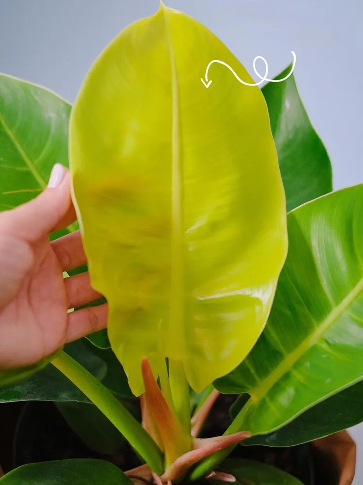 bright chartreuse new leaf on Philodendron Moonlight surrounded by mature green leaves
