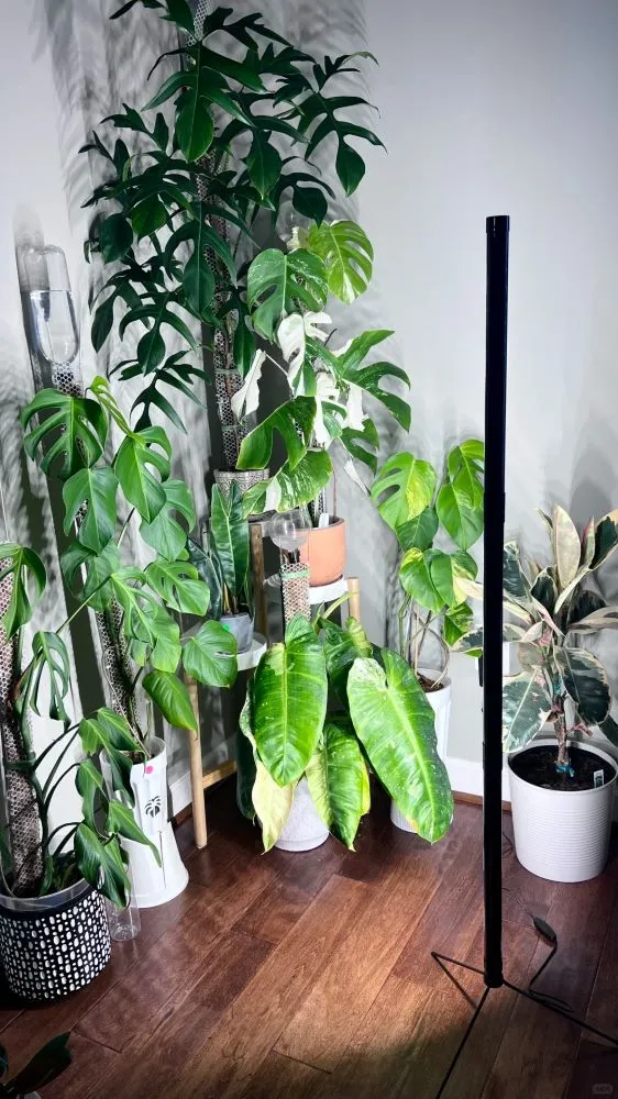 tall grow light illuminating philodendrons and other houseplants in a dim indoor corner