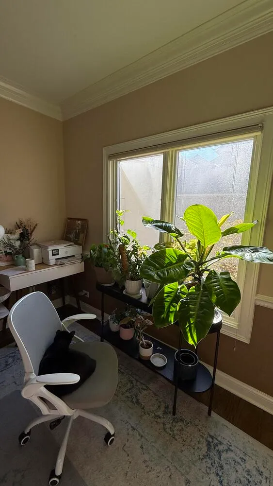Philodendron Moonlight growing beside a bright south-facing indoor window