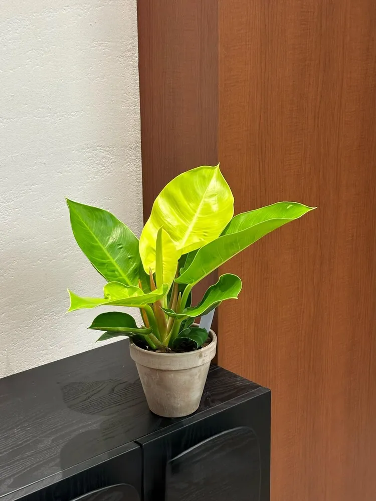 Philodendron Moonlight in a clay pot with one bright chartreuse leaf indoors