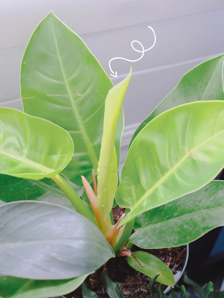 new Philodendron Moonlight leaf emerging in pale chartreuse color