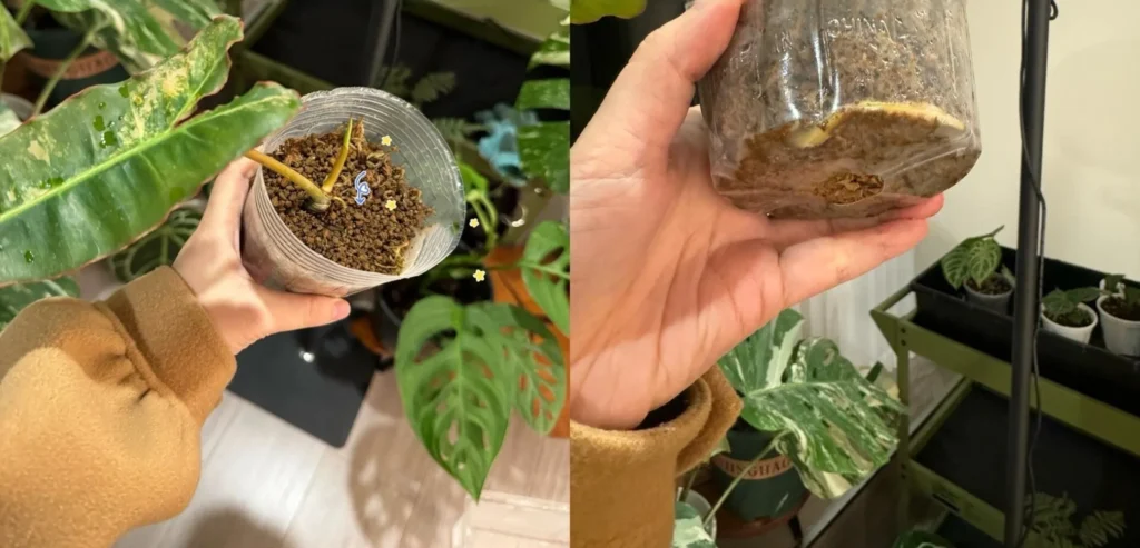 Philodendron Billietiae variegata in a clear cup with a pale new root growing along the inside after being moved back to soil