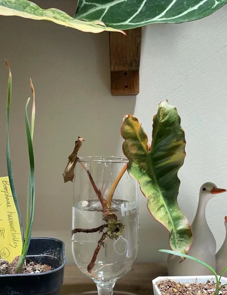 Philodendron Billietiae variegata side shoot placed in water after root rot cleanup, with one variegated leaf, one dried leaf, and a stalled top bud