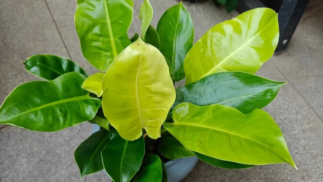 Philodendron Moonlight Care An Easy, Underrated Philodendron Philodendron Moonlight Care An Easy, Underrated Philodendron
