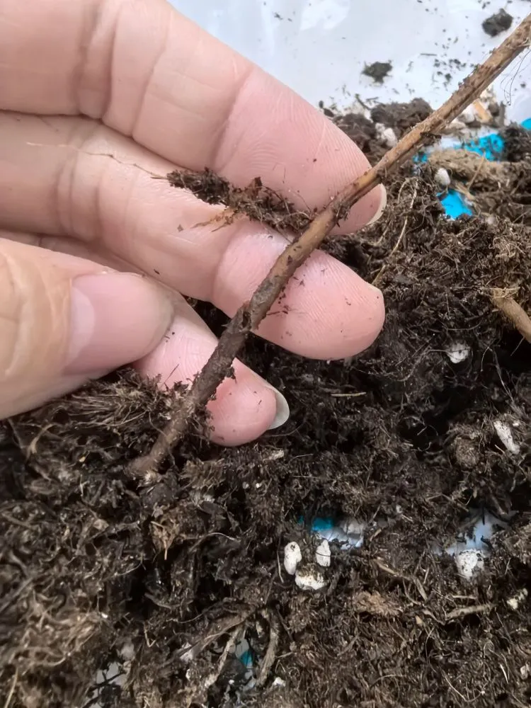 Philodendron Root Rot Early Signs Recovery Steps and How I Saved Mine