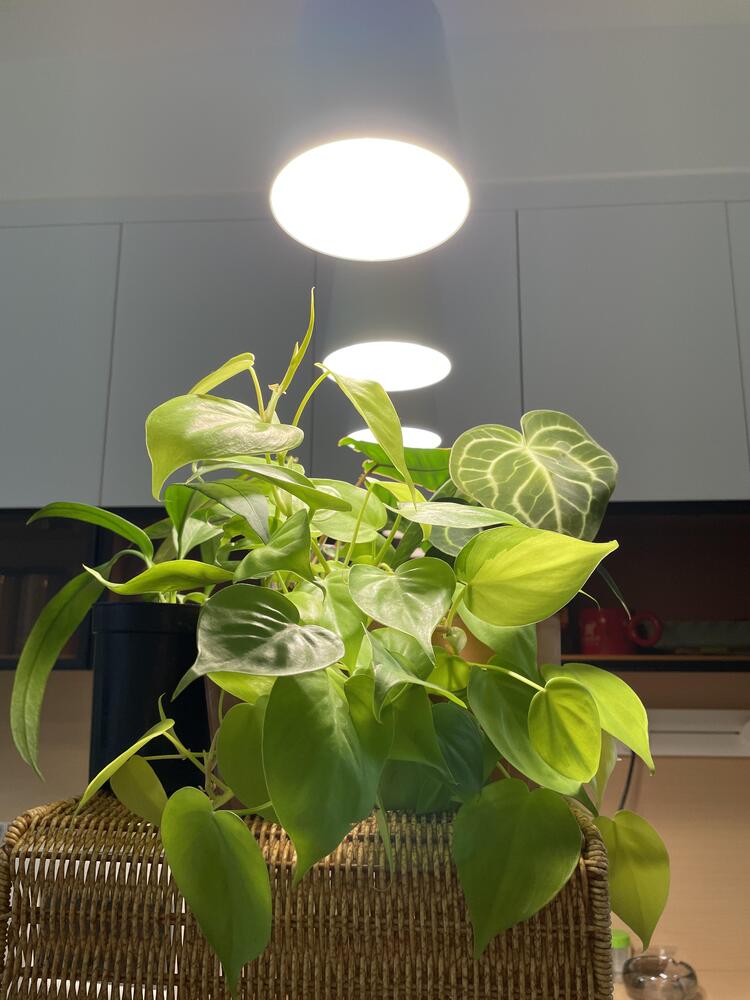 philodendrons growing indoors under white full-spectrum grow lights in a home setting