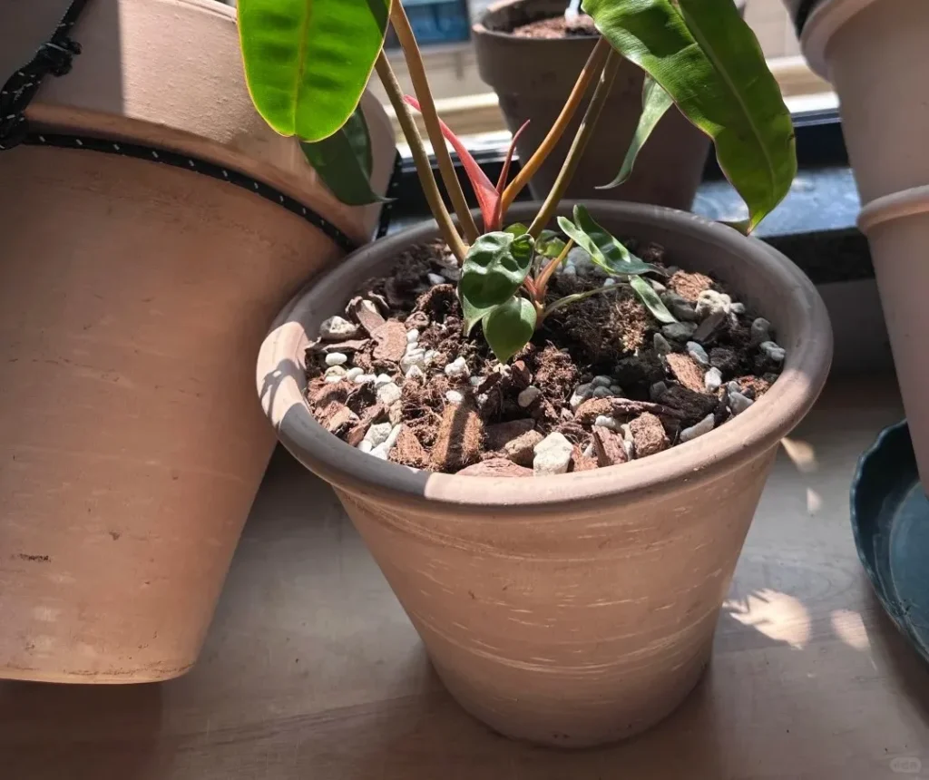 Why Is My Philodendron Growing Small Leaves? Common Causes and What Actually Helps 1 Philodendron growing a small new side shoot at the base, with noticeably smaller juvenile leaves beside the larger main plant leaves