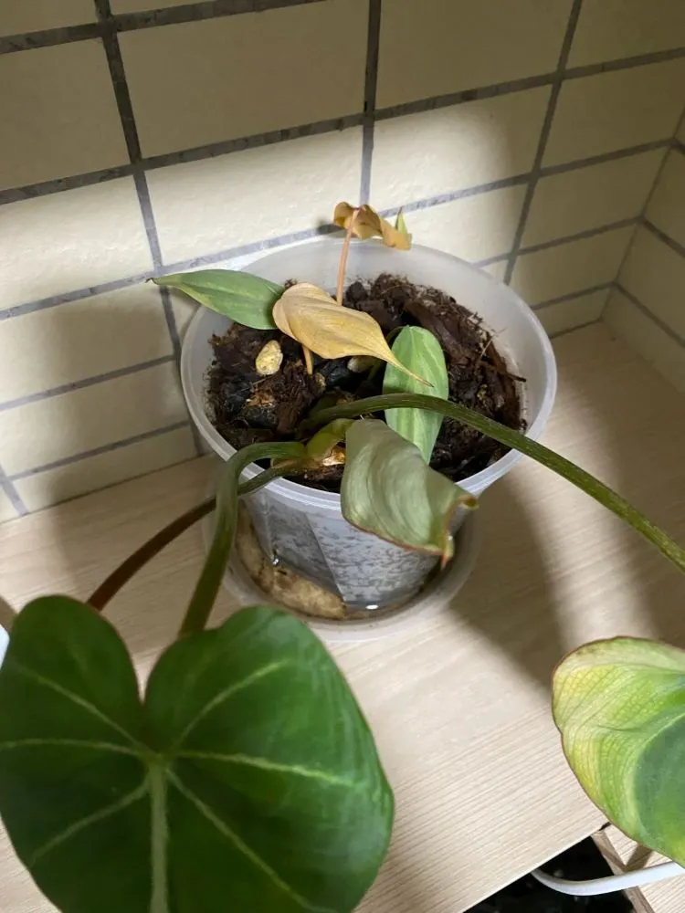 Why Is My Philodendron Growing Small Leaves? Common Causes and What Actually Helps 2 Philodendron in a clear pot with stretched trailing growth, pale smaller newer leaves, and older foliage looking stronger than the newest growth