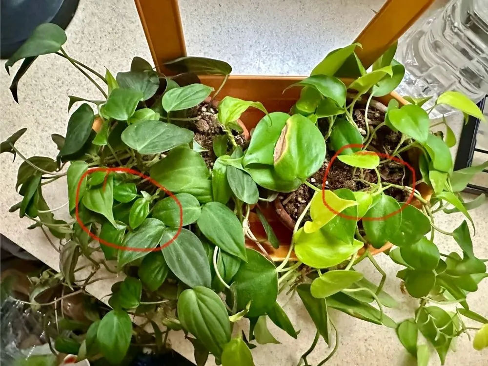 Why Is My Philodendron Growing Small Leaves? Common Causes and What Actually Helps 3 Two climbing philodendrons growing without support, with smaller newer leaves circled near the vine tips