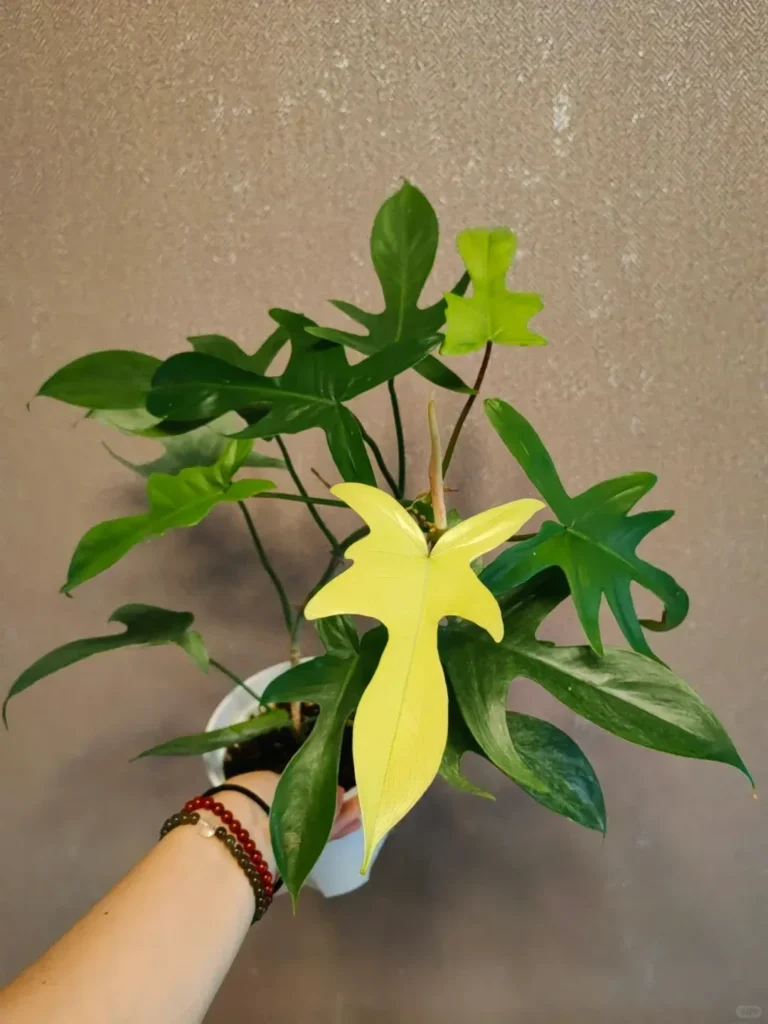 Why Is My Philodendron Growing Small Leaves? Common Causes and What Actually Helps 4 Philodendron with larger older leaves and much smaller newer leaves near the center, showing reduced leaf size despite continued growth