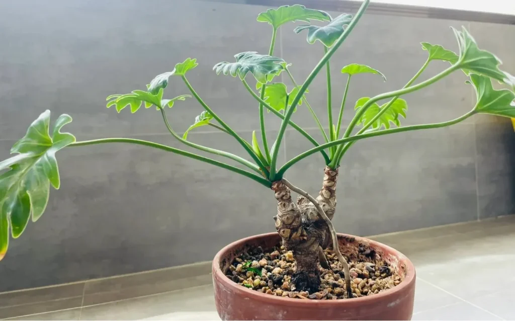 Why Is My Philodendron Growing Small Leaves? Common Causes and What Actually Helps 5 Philodendron with several smaller newer leaves growing above older leaves, showing reduced leaf size over time despite continued growth