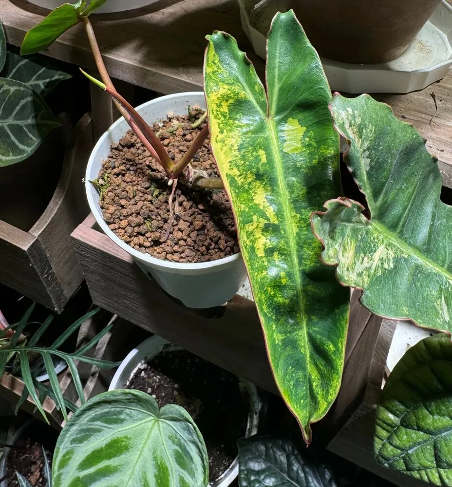 Philodendron Billietiae variegata recovering in a clear pot with one older leaf and visible new root development near the base