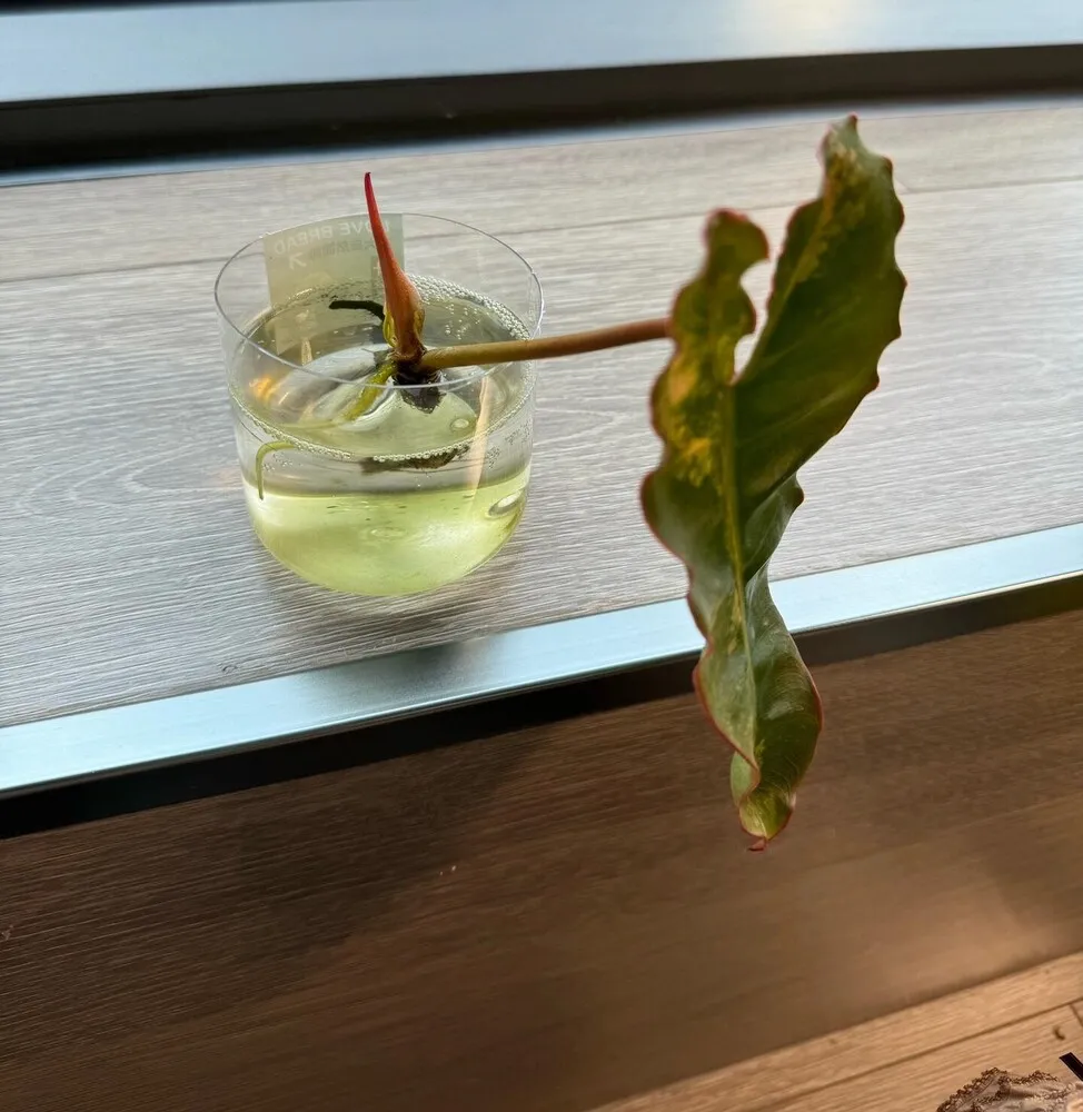 Philodendron Billietiae variegata in water with a swollen pink top bud during early root rot recovery