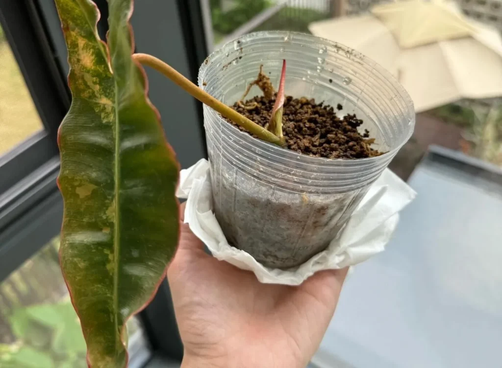 Philodendron Billietiae variegata planted in a clear cup after water recovery, with the top bud still closed and one older variegated leaf attached