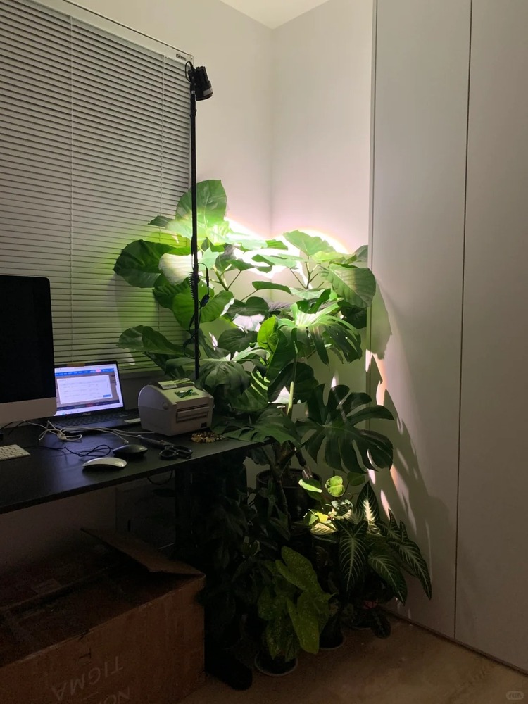 Using a Grow Light in a Darker Indoor Corner