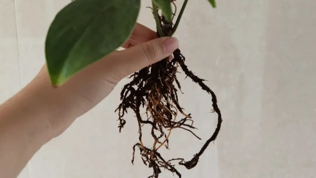 What Rotten Roots Usually Look Like Philodendron Root Rot: Early Signs, Recovery Steps, and How I Saved Mine