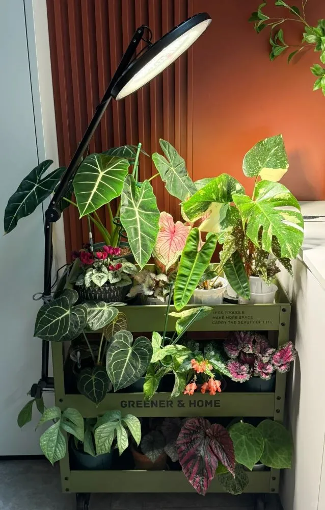 white full-spectrum grow light illuminating tropical houseplants indoors on a rolling plant cart