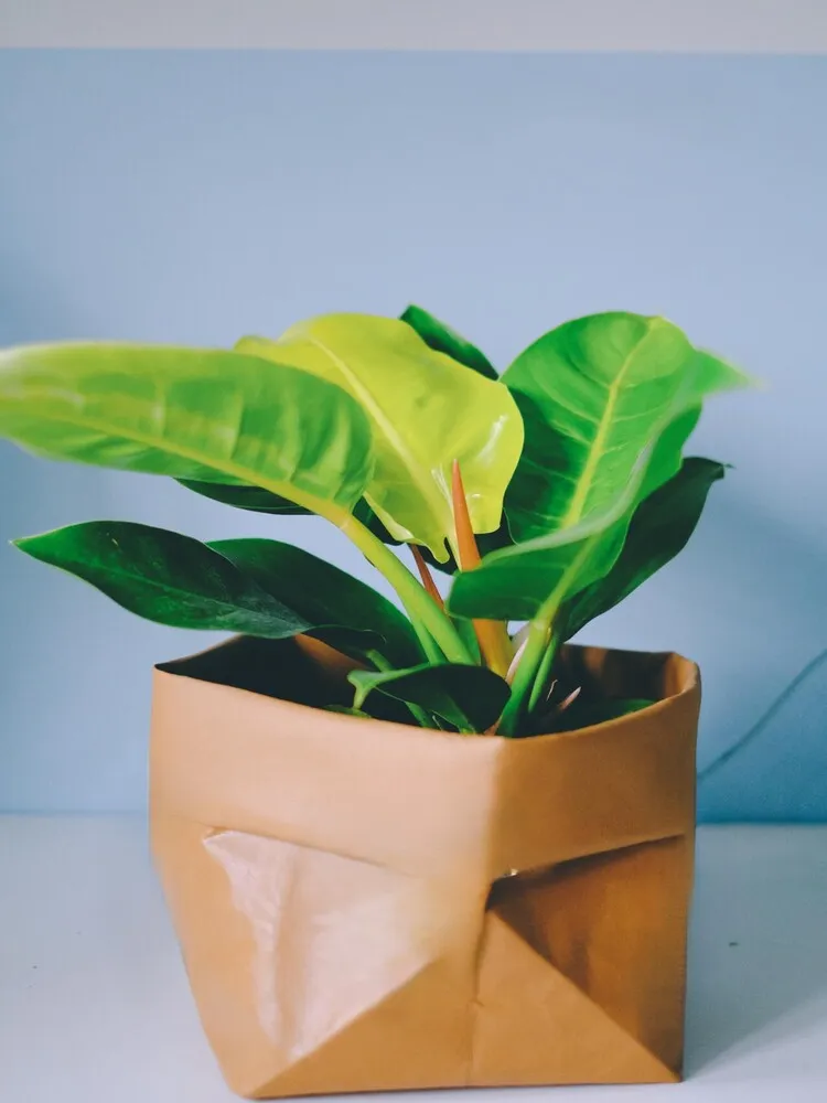 young Philodendron Moonlight with bright chartreuse new leaves growing in a geometric tan pot