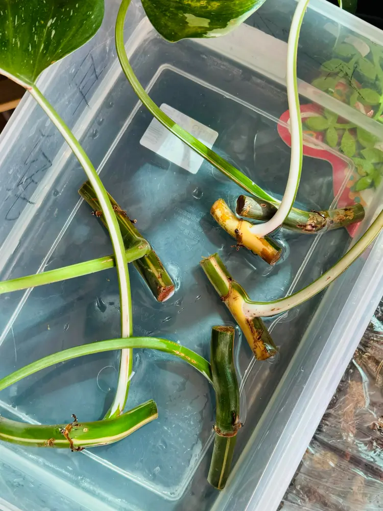 Philodendron White Princess stem cuttings placed in water to check node condition and recovery potential
