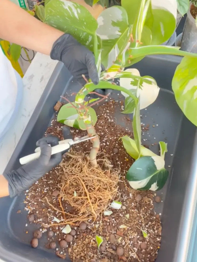 Philodendron White Wizard Care: What I Learned After the Leaves Got Smaller 4 Cleaning older stem sections and roots on a Philodendron White Wizard during repotting
