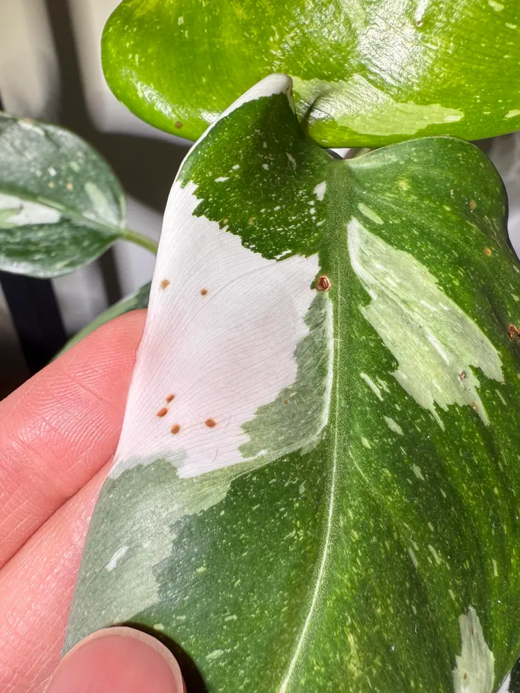 Close-up of small brown specks on a Philodendron White Princess leaf with white variegation