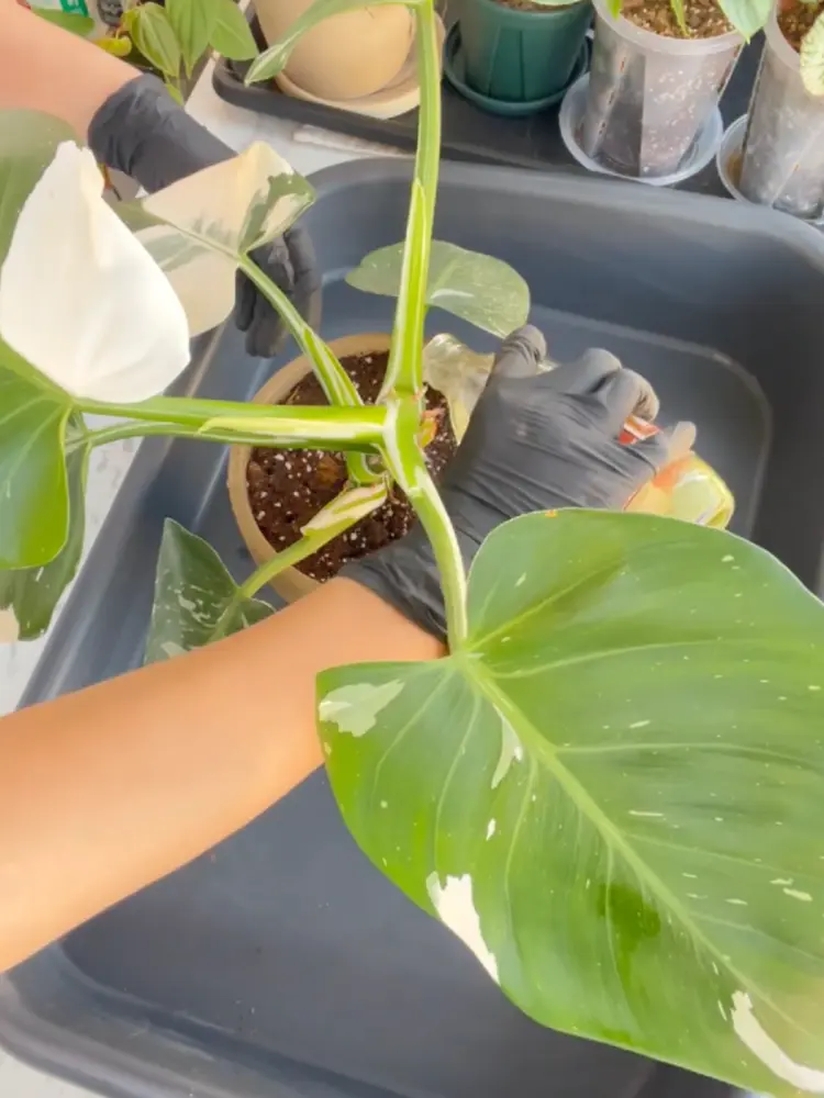 Philodendron White Wizard Care: What I Learned After the Leaves Got Smaller 7 Fresh potting mix being added around the roots and base of a Philodendron White Wizard