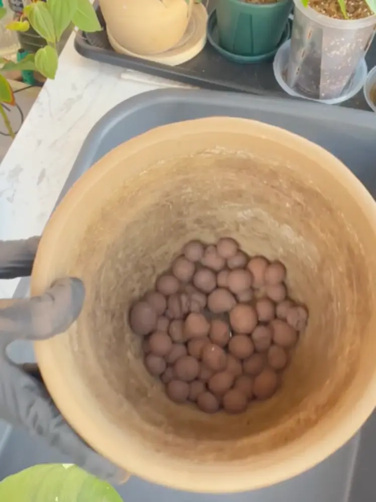 Philodendron White Wizard Care: What I Learned After the Leaves Got Smaller 5 LECA balls placed at the bottom of a ceramic pot before repotting Philodendron White Wizard