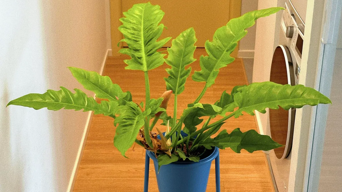 Philodendron Ring of Fire Care: How I Help Mine Show Better Color