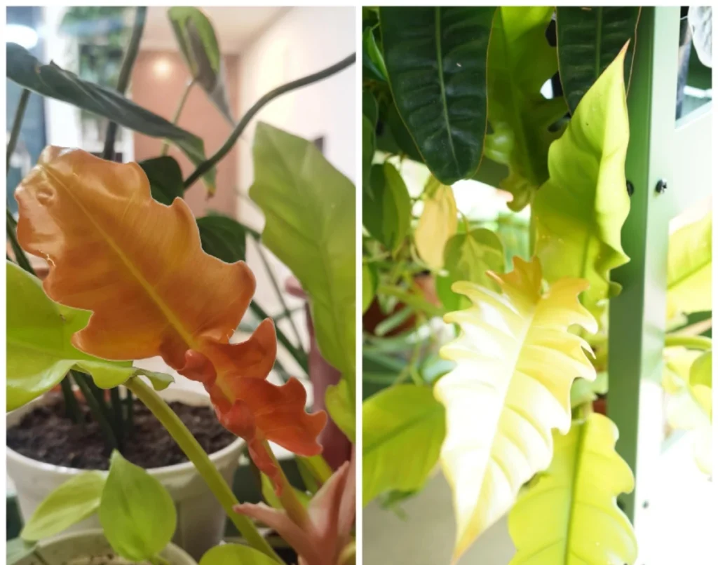 Philodendron Ring of Fire Care: How I Help Mine Show Better Color |  Philodendron Plant