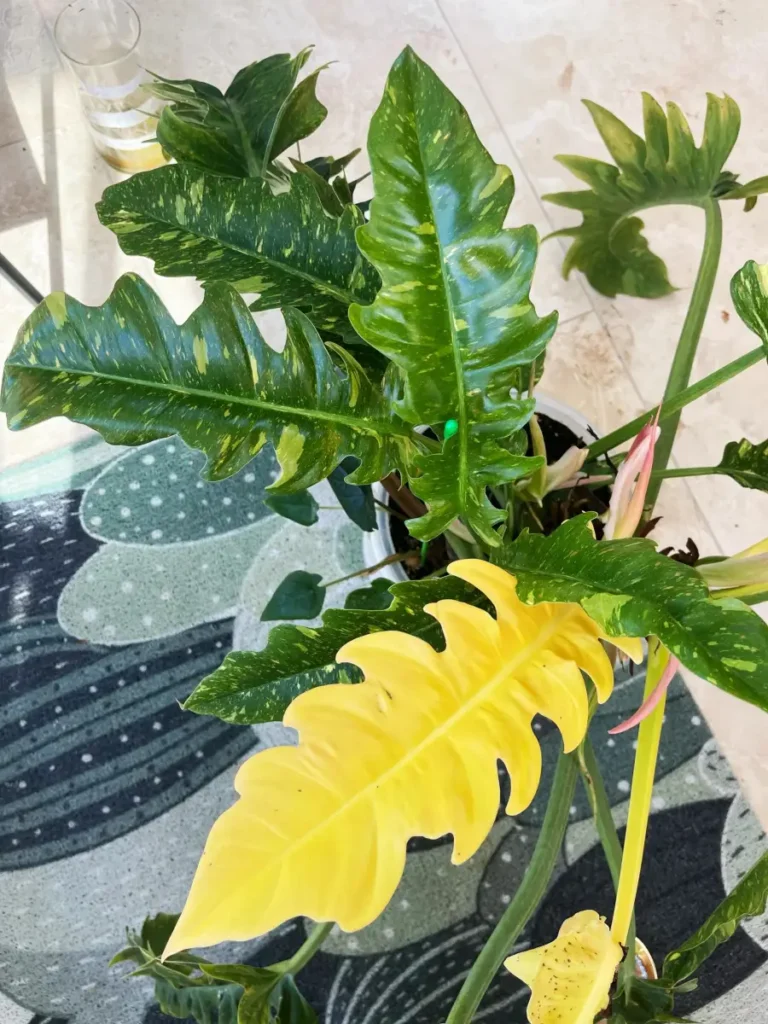 Philodendron Ring of Fire Care: How I Help Mine Show Better Color |  Philodendron Plant