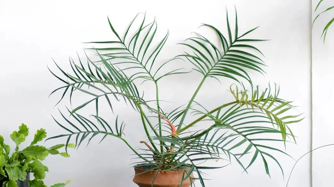 Philodendron Tortum Care: Why Mine Turned Yellow in Winter