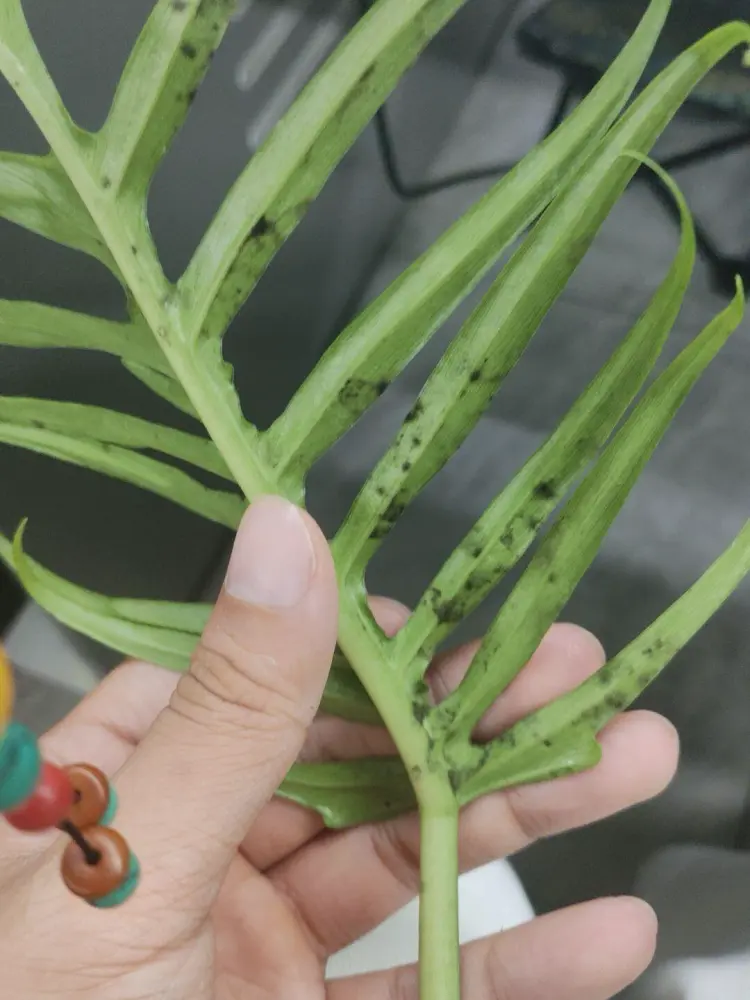 Philodendron Tortum Care: Why Mine Turned Yellow in Winter 4 Dark spots on the back of a Philodendron Tortum leaf, possibly from sticky residue or nectar-like secretions