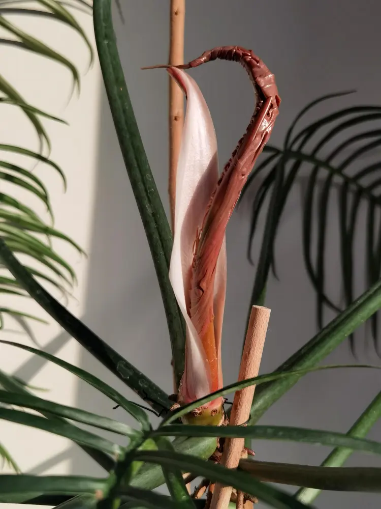 Philodendron Tortum Care: Why Mine Turned Yellow in Winter 1 New growth emerging on a Philodendron Tortum growing indoors
