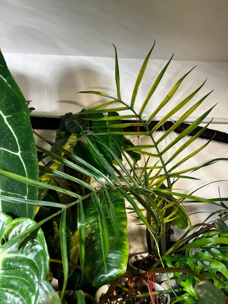 Philodendron Tortum Care: Why Mine Turned Yellow in Winter 8 Philodendron Tortum recovering indoors with other plants after yellow leaf rescue