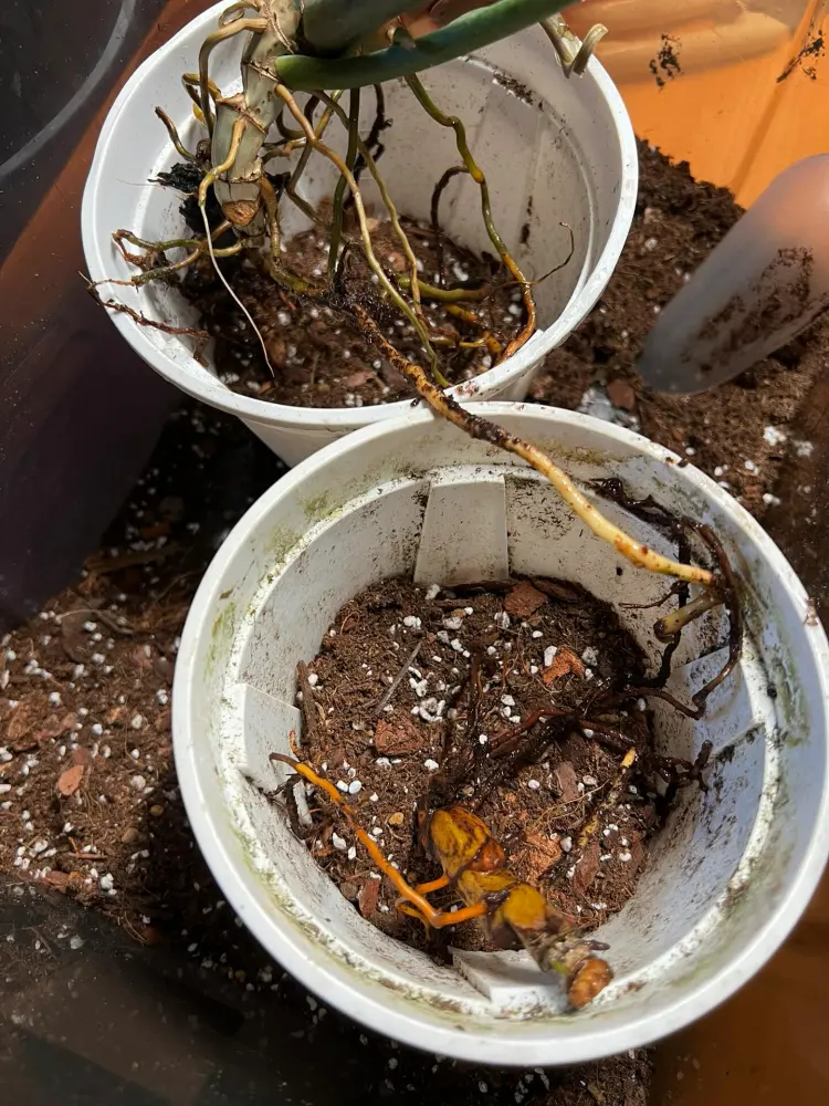 Philodendron Tortum Care: Why Mine Turned Yellow in Winter 7 Philodendron Tortum top growth and base section repotted separately after root stress