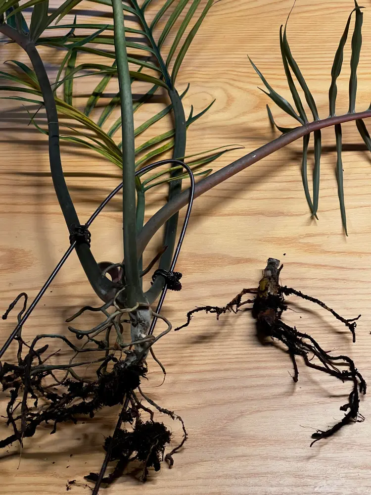 Philodendron Tortum Care: Why Mine Turned Yellow in Winter 6 Philodendron Tortum removed from the pot for a root check after yellow leaves appeared