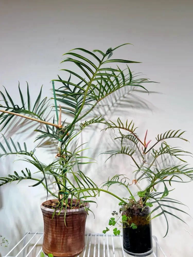 Philodendron Tortum Care: Why Mine Turned Yellow in Winter 2 Two Philodendron Tortum plants growing side by side, one in soil and one in a semi-hydro setup indoors